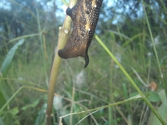 Xylophanes falco