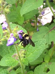 Bombus medius