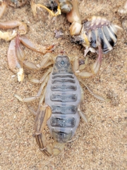 Paruroctonus silvestrii