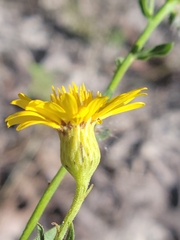 Chrysopsis scabrella