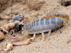 Paruroctonus silvestrii