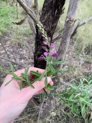 Polygala virgata