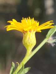 Chrysopsis scabrella