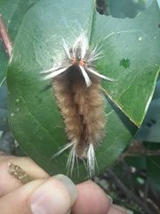 Halysidota cinctipes