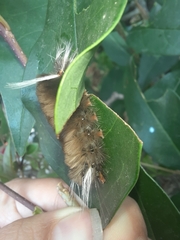 Halysidota cinctipes
