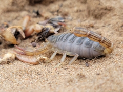 Paruroctonus silvestrii