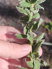 Chrysopsis scabrella