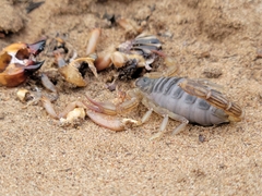 Paruroctonus silvestrii