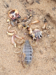 Paruroctonus silvestrii