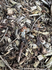 Psilocybe cyanescens