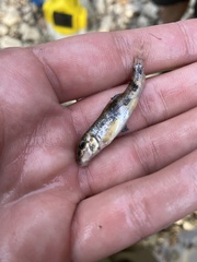 Hypentelium nigricans