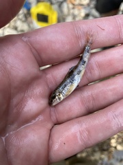 Hypentelium nigricans