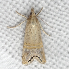 Euchromius ocellea
