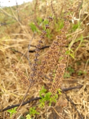 Ocimum