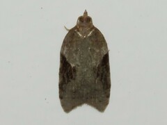 Acleris macdunnoughi