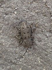 Phloeodes diabolicus