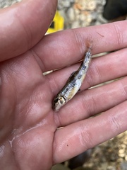 Hypentelium nigricans