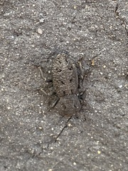 Phloeodes diabolicus