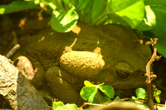 Rhinella icterica