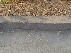 Phloeodes diabolicus