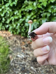 Psilocybe cyanescens