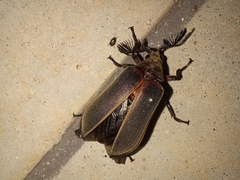 Polytomus marginatus