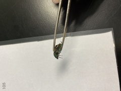 Scarabaeidae