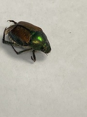 Scarabaeidae