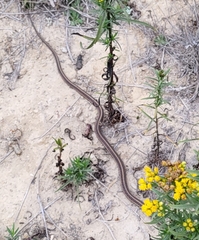 Thamnophis elegans terrestris
