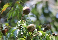 Lithocarpus konishii