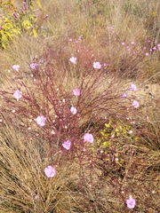 Agalinis plukenetii