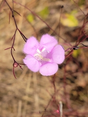 Agalinis plukenetii