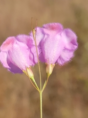Agalinis plukenetii