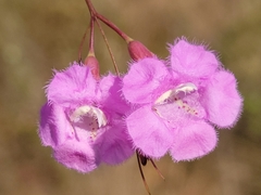 Agalinis plukenetii
