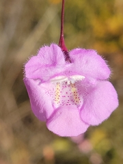 Agalinis plukenetii