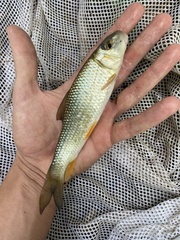 Moxostoma erythrurum