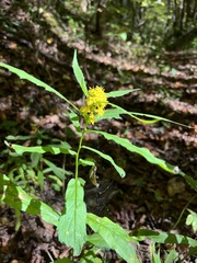 Solidago curtisii