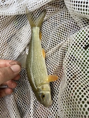 Moxostoma erythrurum