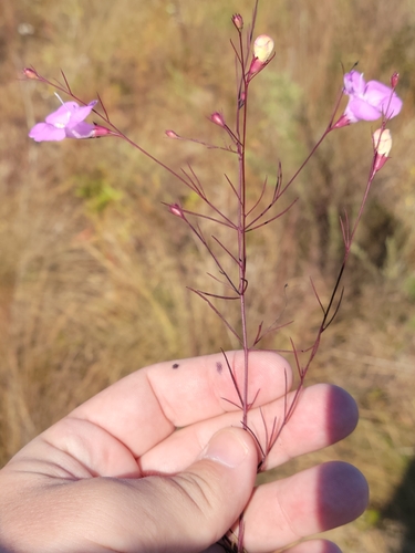 Image of Agalinis plukenetii by (c) Jay Horn, some rights reserved (CC BY)