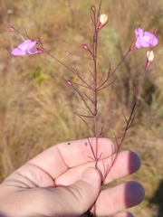 Agalinis plukenetii