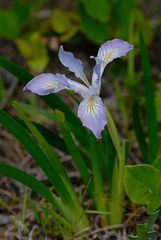 Iris tenax