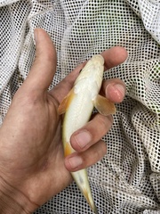 Moxostoma erythrurum