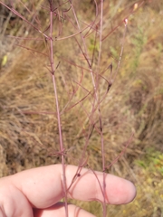 Agalinis plukenetii
