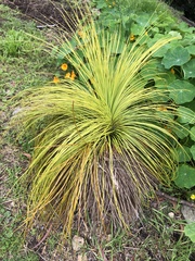Xanthorrhoea