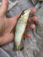 Moxostoma erythrurum