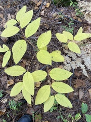 Lonicera canadensis