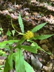 Solidago curtisii