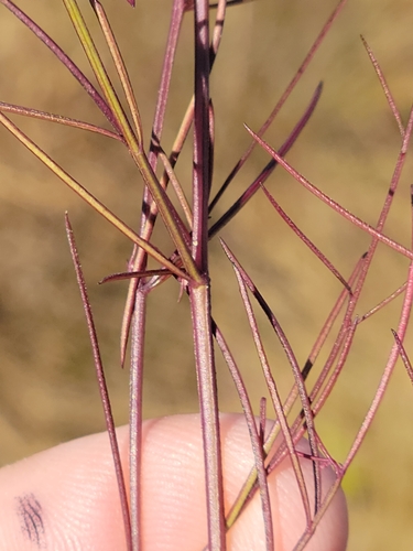 Image of Agalinis plukenetii by (c) Jay Horn, some rights reserved (CC BY)