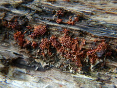 Metatrichia vesparium
