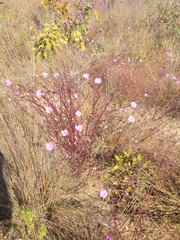 Agalinis plukenetii